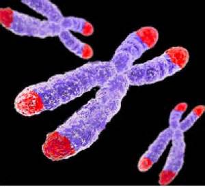 Chromosomes et télomères